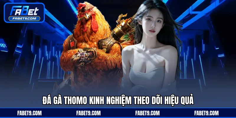 Đá gà Thomo kinh nghiệm theo dõi hiệu quả